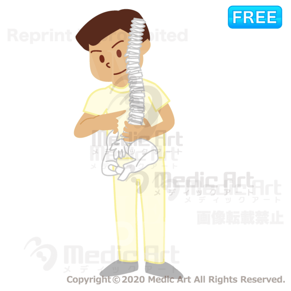【無料_接骨・整体のイラスト】人体模型を用いて問診・説明中ー わかりやすく、原因、対策を説明してくれる先生 ー