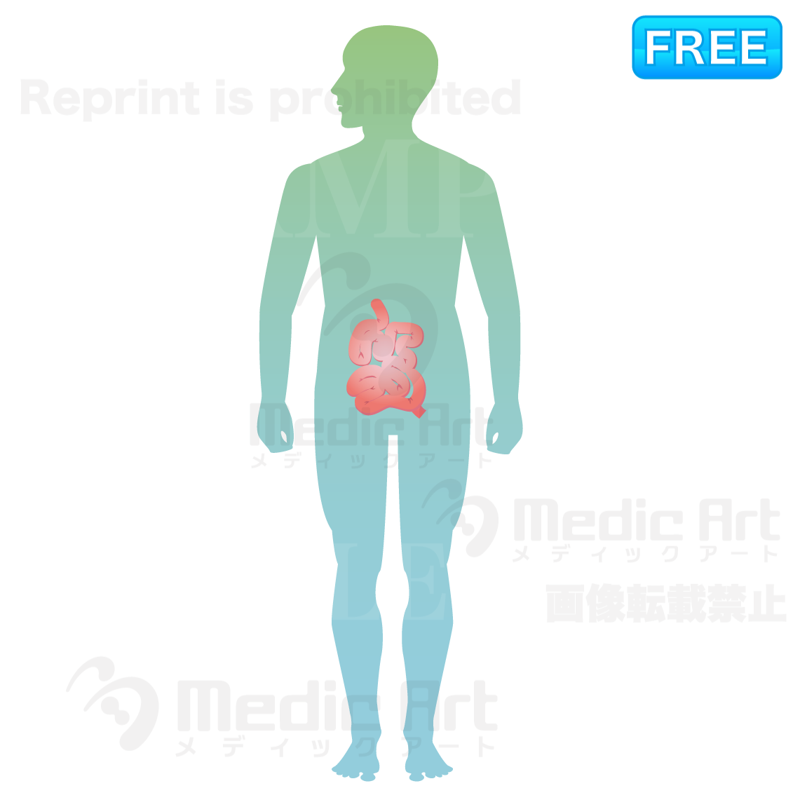 The small intestine is located around here