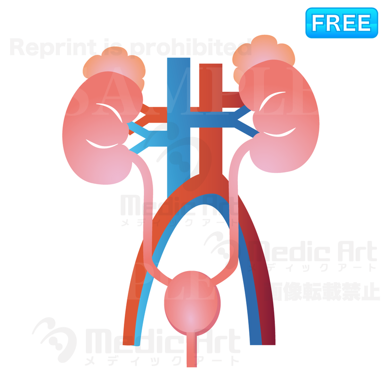 Icon of urinary organs/ F1