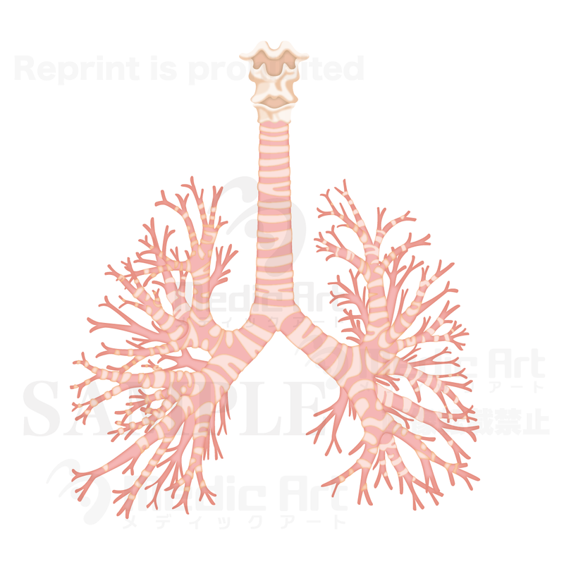 肺の気管と気管支
