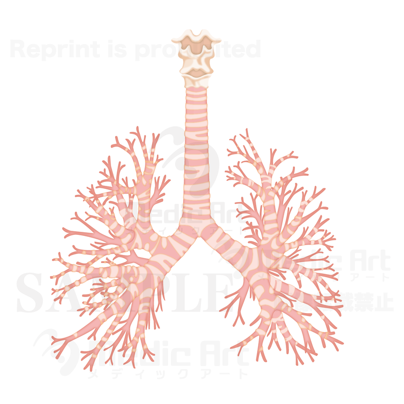 The trachea and the bronchus of the lungs