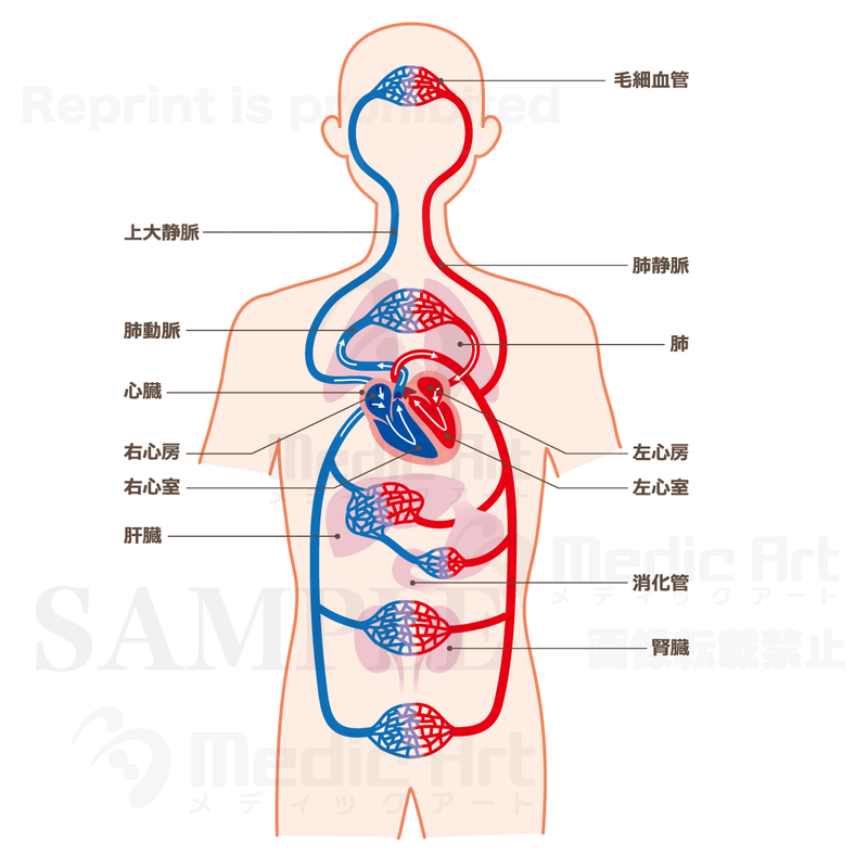 Mechanism of blood circulation[With Japanese characters and silhouette]